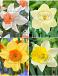S24 Narcissus Single F (4x50)