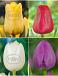 S24 Tulipa Jumbo B ( 4x75)