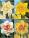 S24 Narcissus Double E (4X50)
