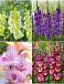 S15 Gladiolus Border (4x75)
