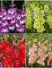 S15 Gladiolus Frizzle Flowering B (4X75)