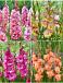 S15 Gladiolus Frizzle Flowering D (4x60)