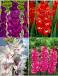 S15 Gladiolus Large  Flowering B (4x60)