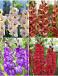 S15 Gladiolus Large Flowering D (4x60)