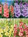 S15 Gladiolus Large Flowering G (4x60)