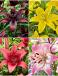 S24 Lilium Asiatic Best Value (4x30) x 60