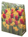 Narcissus, Tulipa mixed