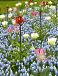 Fritillaria, Muscari, Tulipa mixed