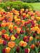 Tulipa mixed