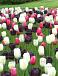 Tulipa mixed