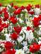 Chionodoxa, Crocus, Hyacinthus, Tulipa mixed