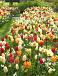 Fritillaria, Narcissus, Tulipa mixed