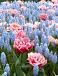 Muscari, Tulipa mixed