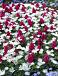 Anemone, Hyacinthus mixed