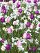 Narcissus, Tulipa mixed