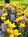 Hyacinthus, Scilla, Tulipa mixed