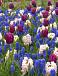 Hyacinthus, Muscari, Tulipa mixed