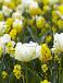 Narcissus, Tulipa mixed