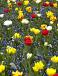 Muscari, Tulipa mixed
