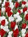 Crocus, Tulipa mixed