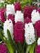 Hyacinthus mixed