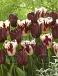 Tulipa mixed