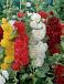 Alcea mixed