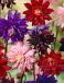 Aquilegia mixed