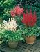 Astilbe mixed