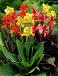 Canna mixed