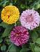 Dahlia mixed