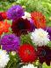 Dahlia mixed