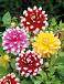 Dahlia mixed