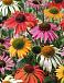 Echinacea mixed