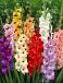 Gladiolus mixed