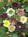 Helleborus mixed