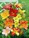 Hemerocallis mixed