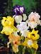 Iris mixed