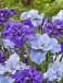 Iris mixed