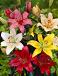 Lilium mixed