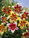 Lilium mixed