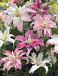 Lilium mixed