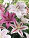 Lilium mixed