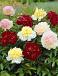 Paeonia mixed