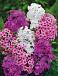 Phlox mixed
