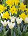 Muscari, Narcissus, Tulipa mixed