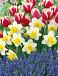 Muscari, Narcissus, Tulipa mixed