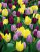 Tulipa mixed