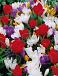 Crocus, Tulipa mixed