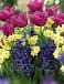 Hyacinthus, Narcissus, Tulipa mixed
